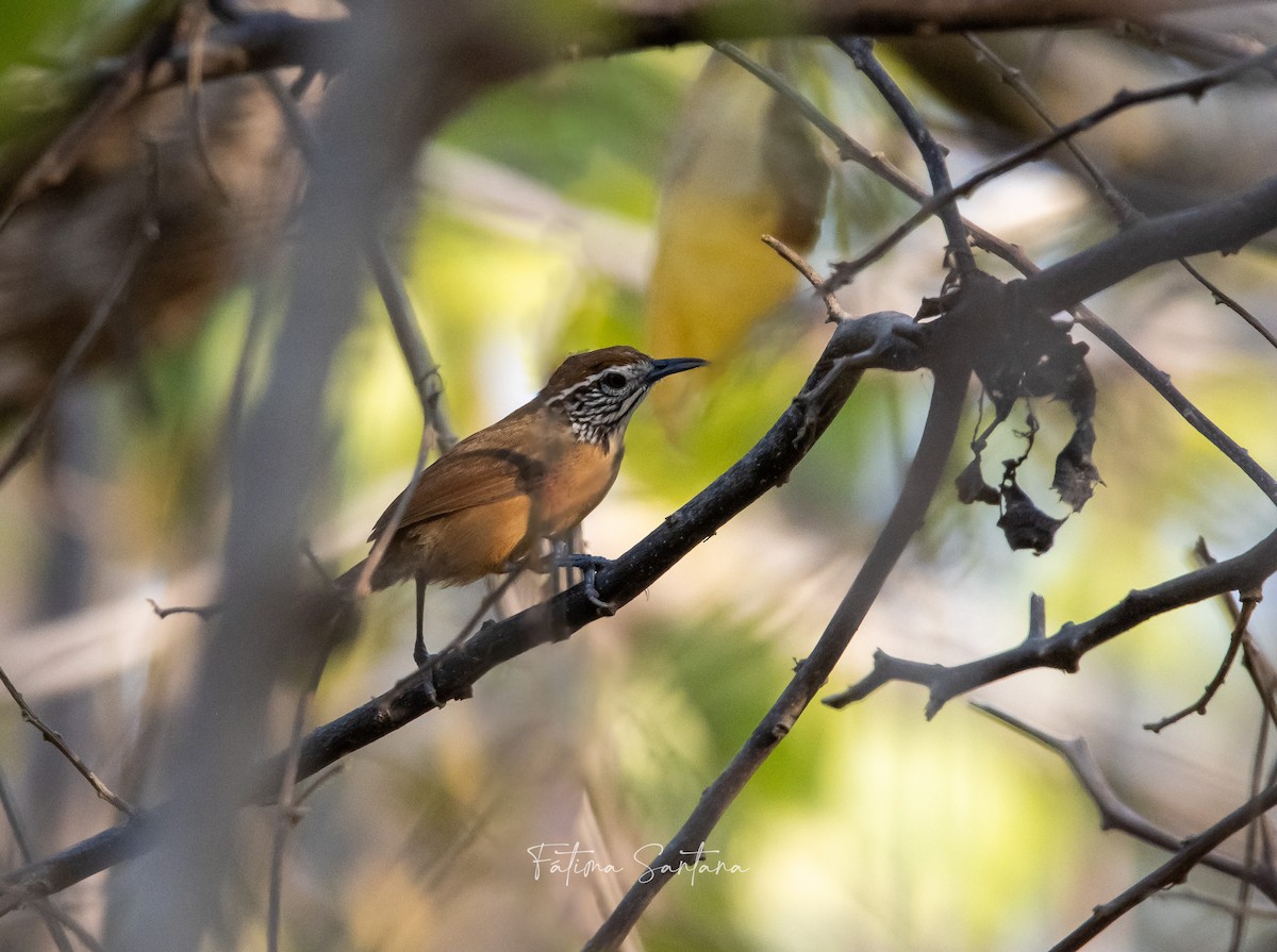 Happy Wren - ML617638872