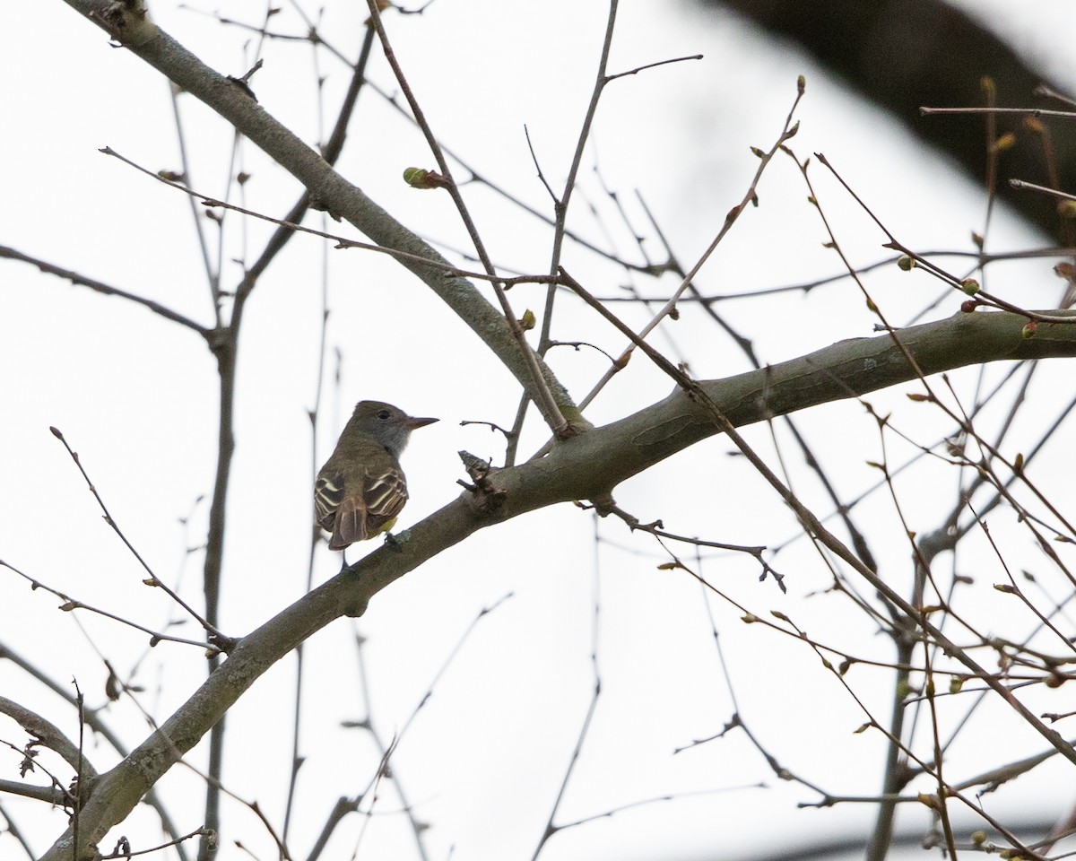 Great Crested Flycatcher - ML617638888