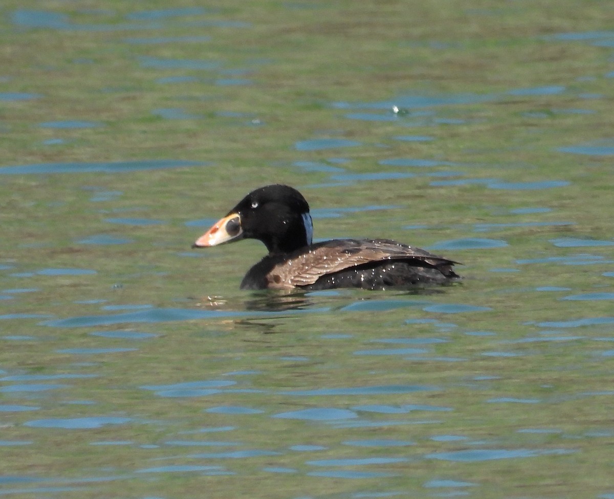 Surf Scoter - ML617638896