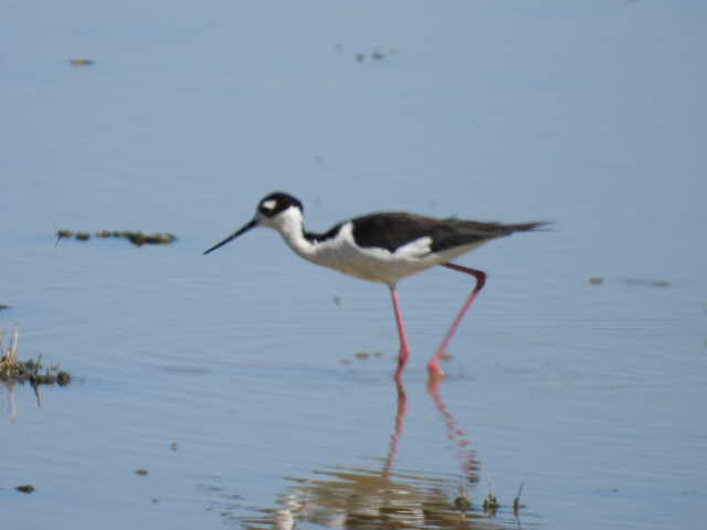 Black-necked Stilt - ML617638989