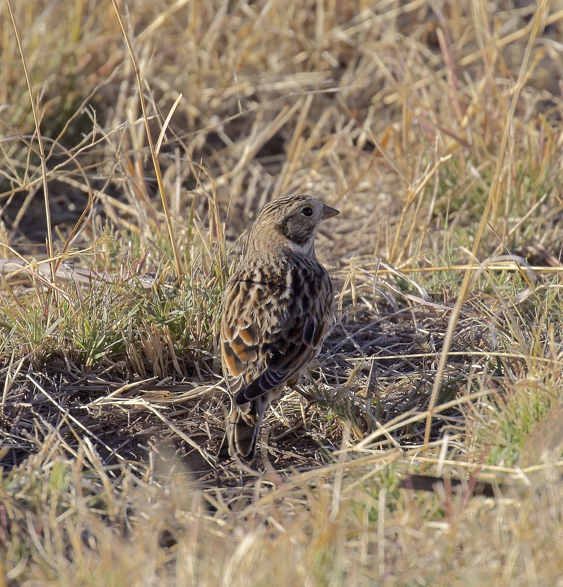 Lapland Longspur - ML617639010