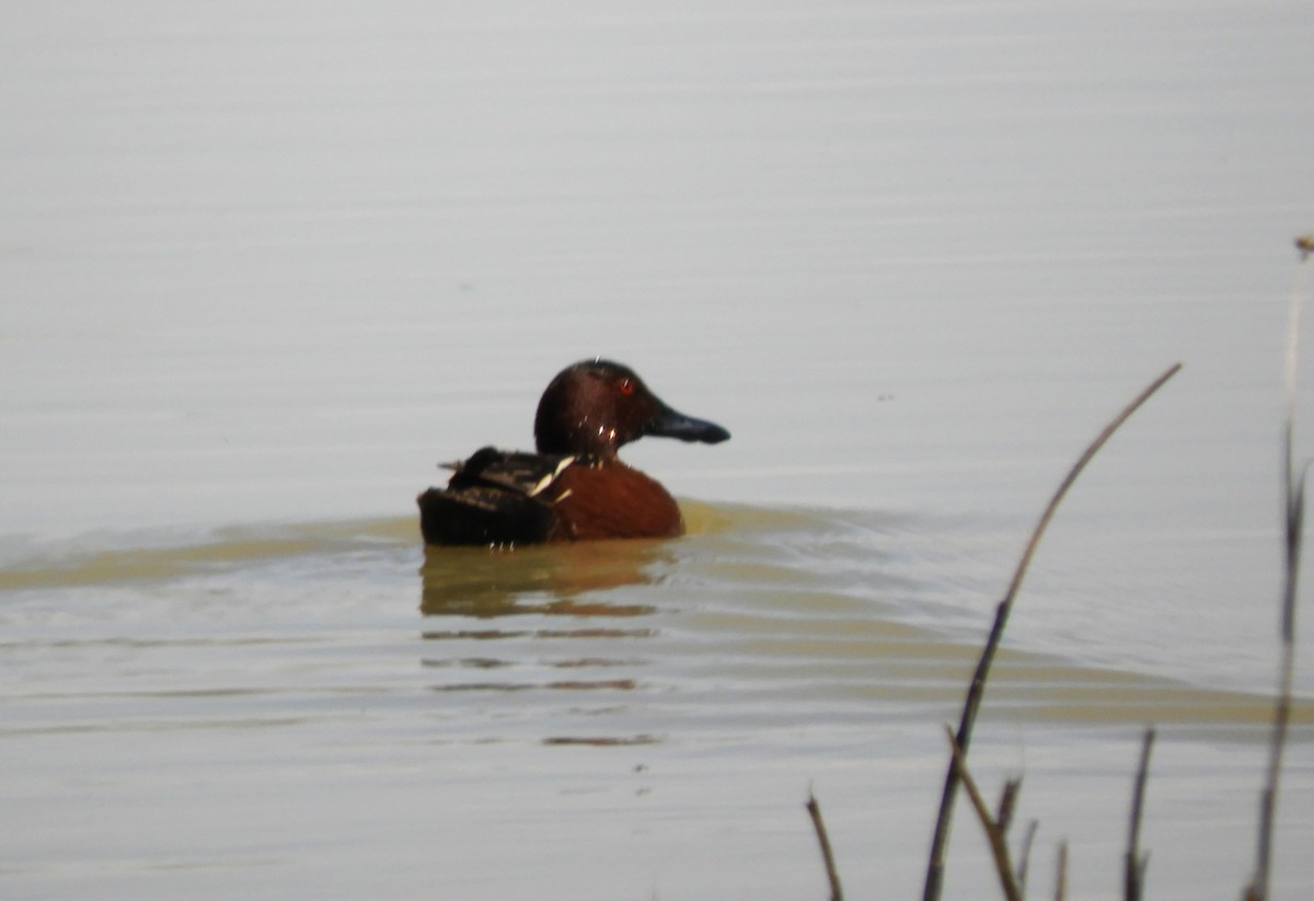 Cinnamon Teal - ML617639038