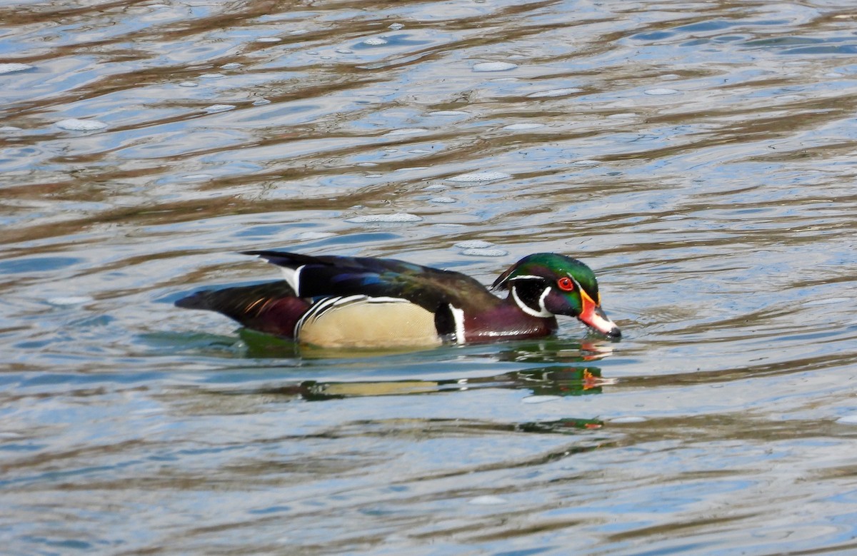 brudeand - ML617639075