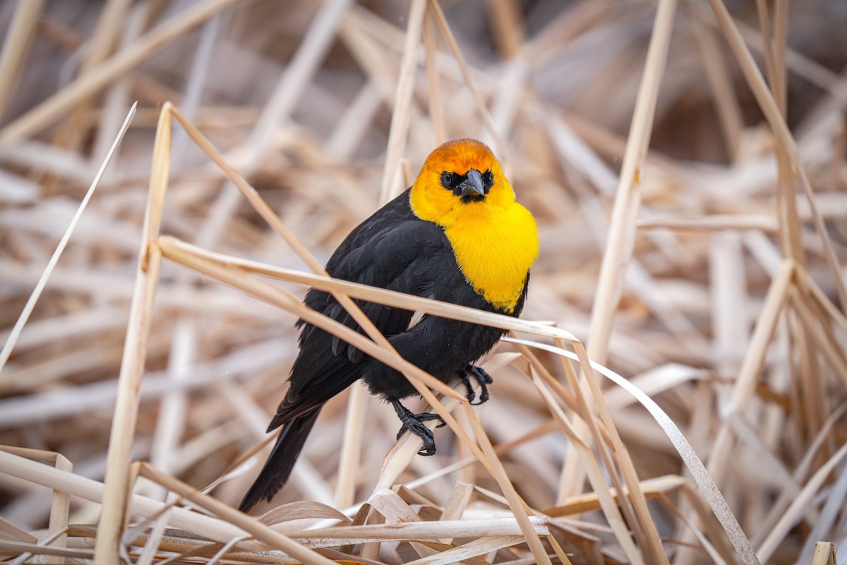 Yellow-headed Blackbird - ML617639114