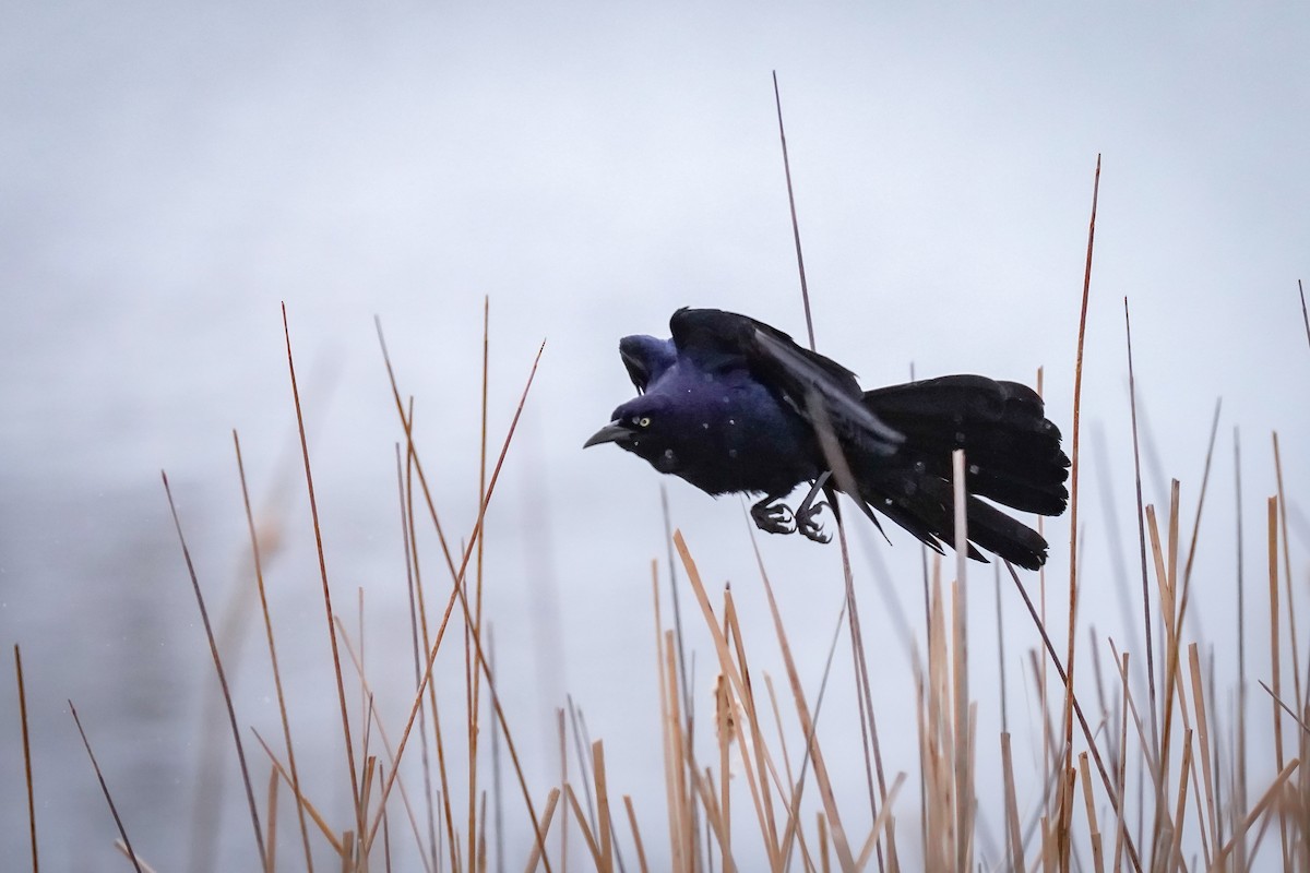 Great-tailed Grackle - ML617639126