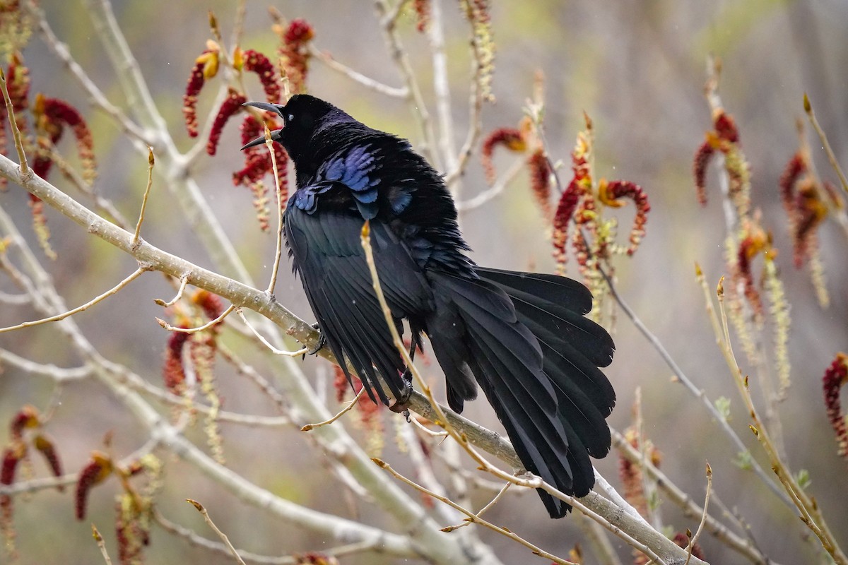 Great-tailed Grackle - ML617639127