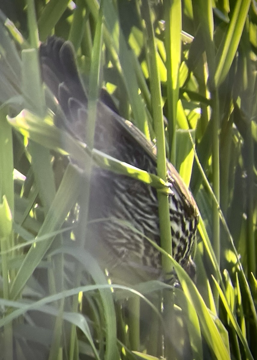 Red-winged Blackbird - ML617639167