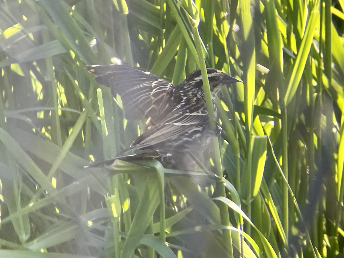 Red-winged Blackbird - ML617639171