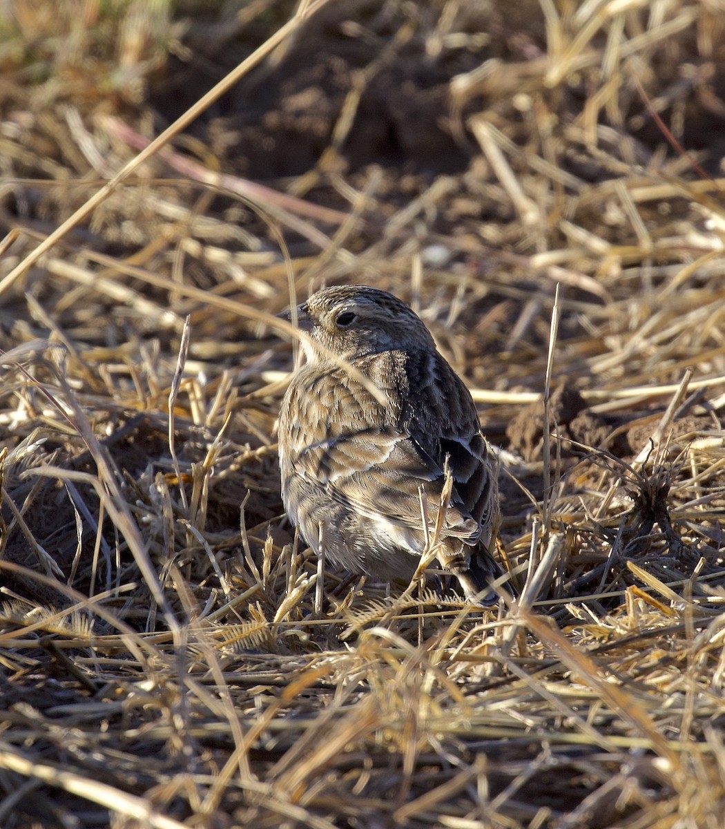 Chestnut-collared Longspur - ML617639172