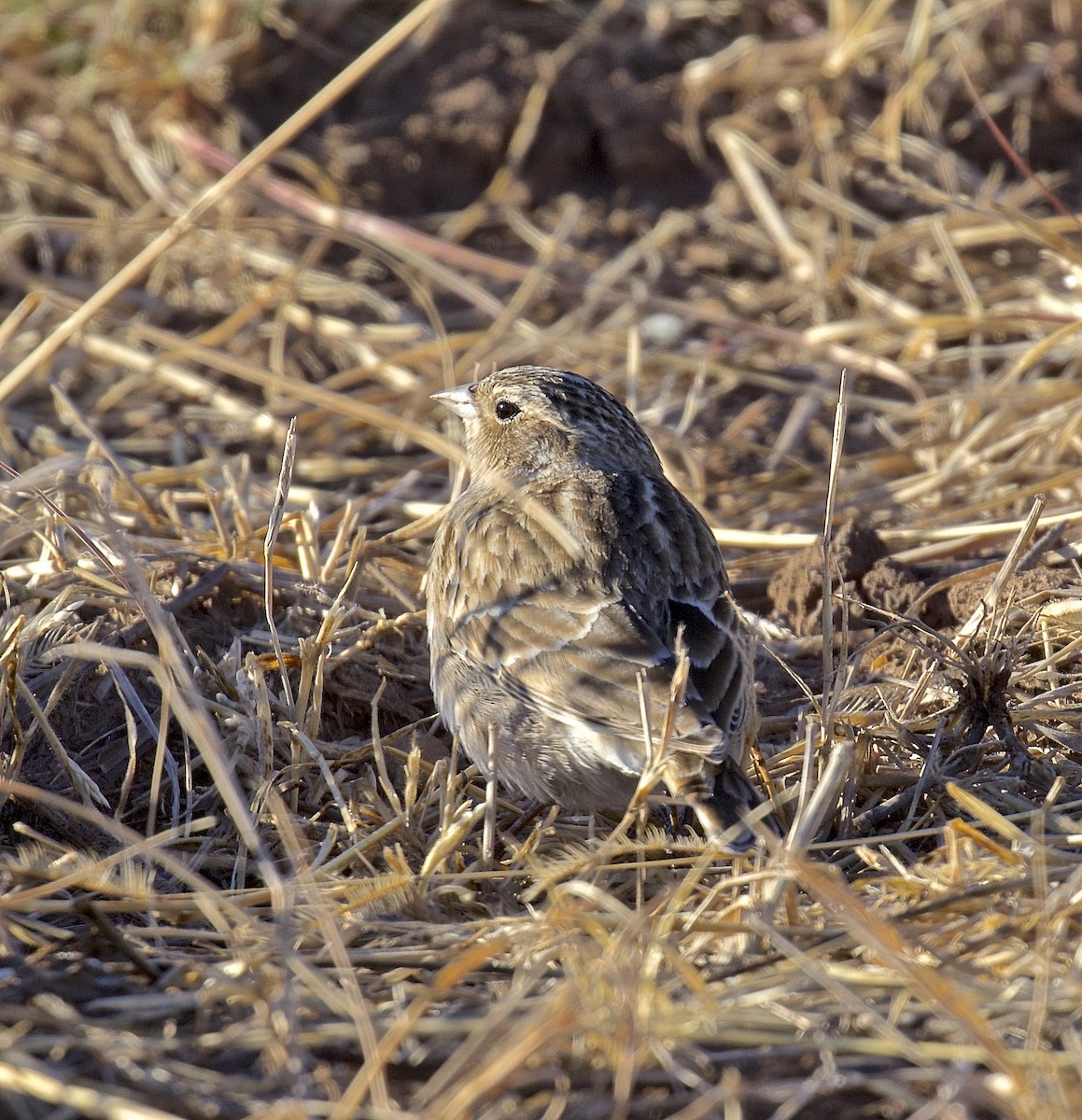 Chestnut-collared Longspur - ML617639174