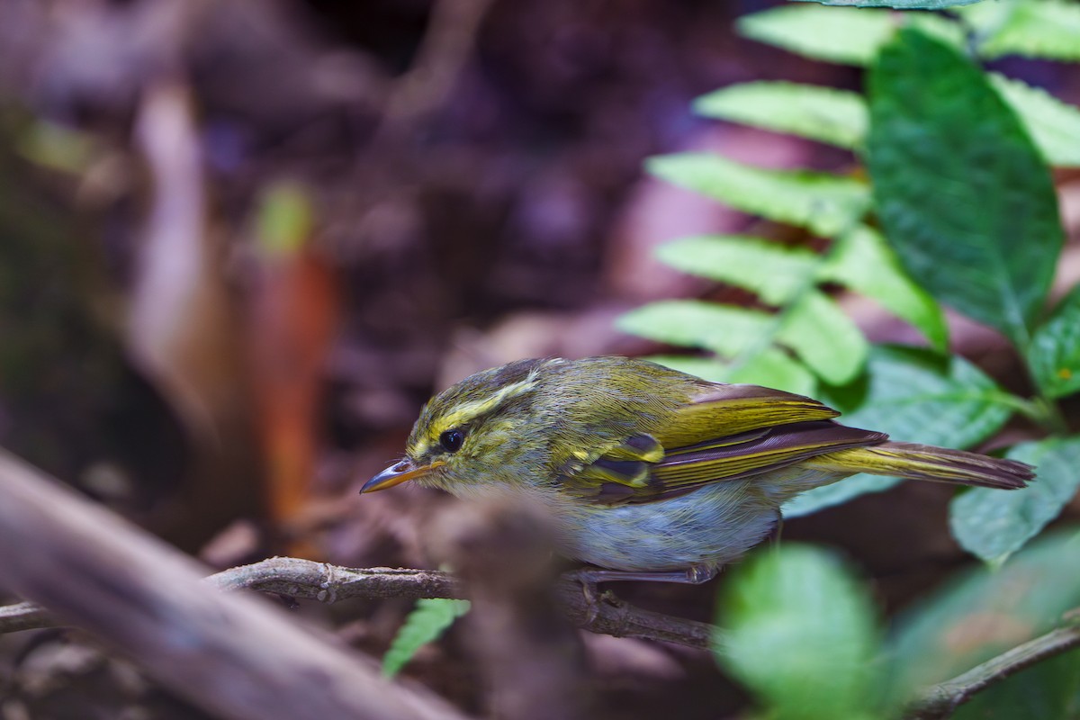 Davison's Leaf Warbler - Woramate Boonyavantang