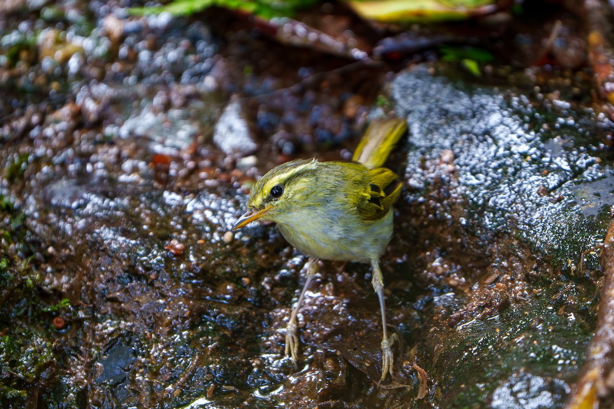 Davison's Leaf Warbler - Woramate Boonyavantang