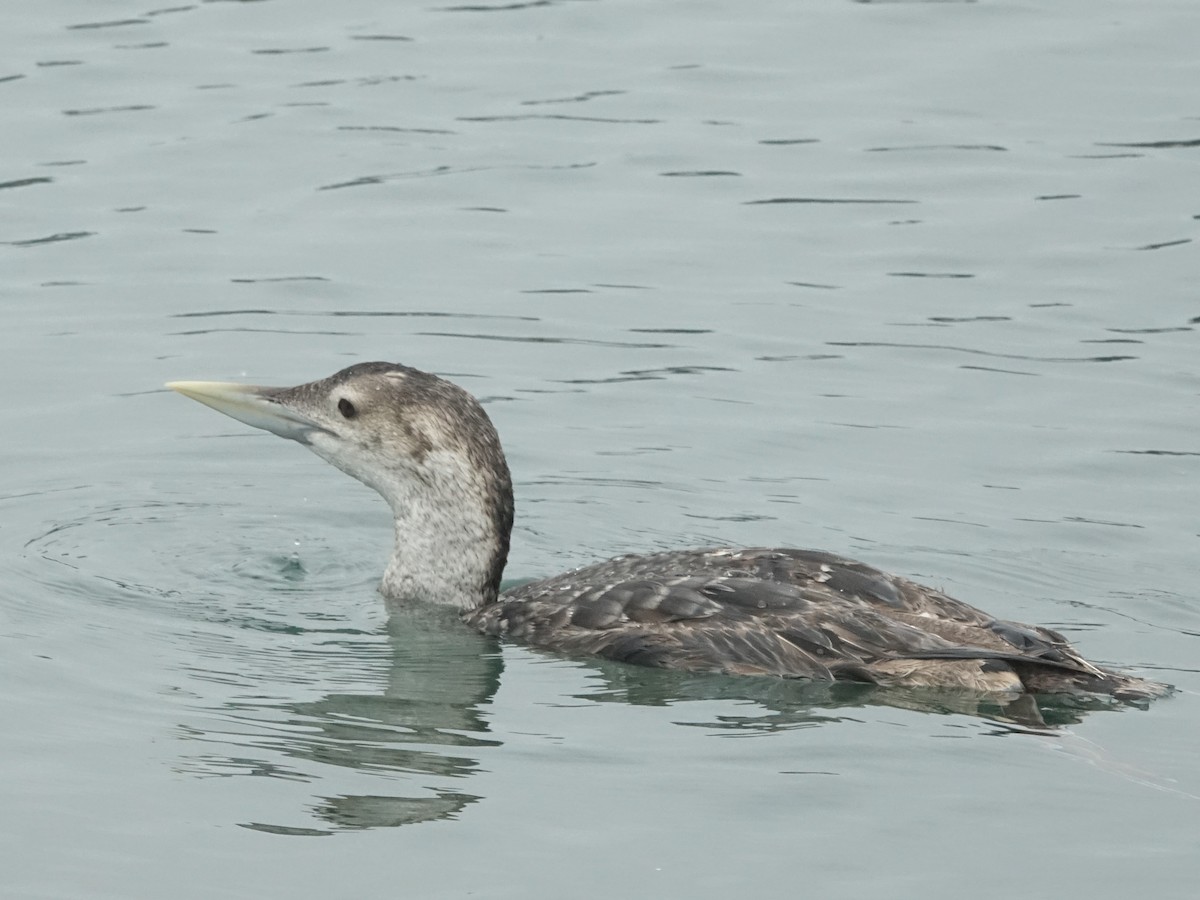 Yellow-billed Loon - Lisa Hug