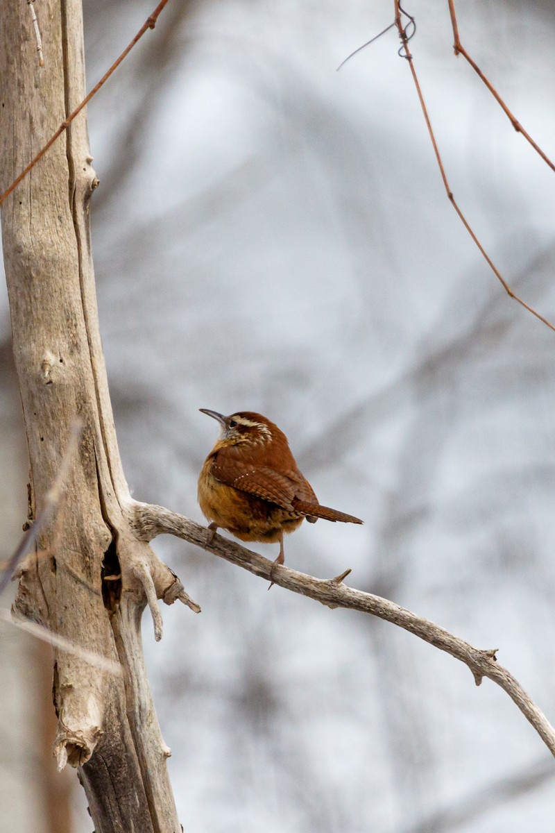 Carolina Wren - ML617639267