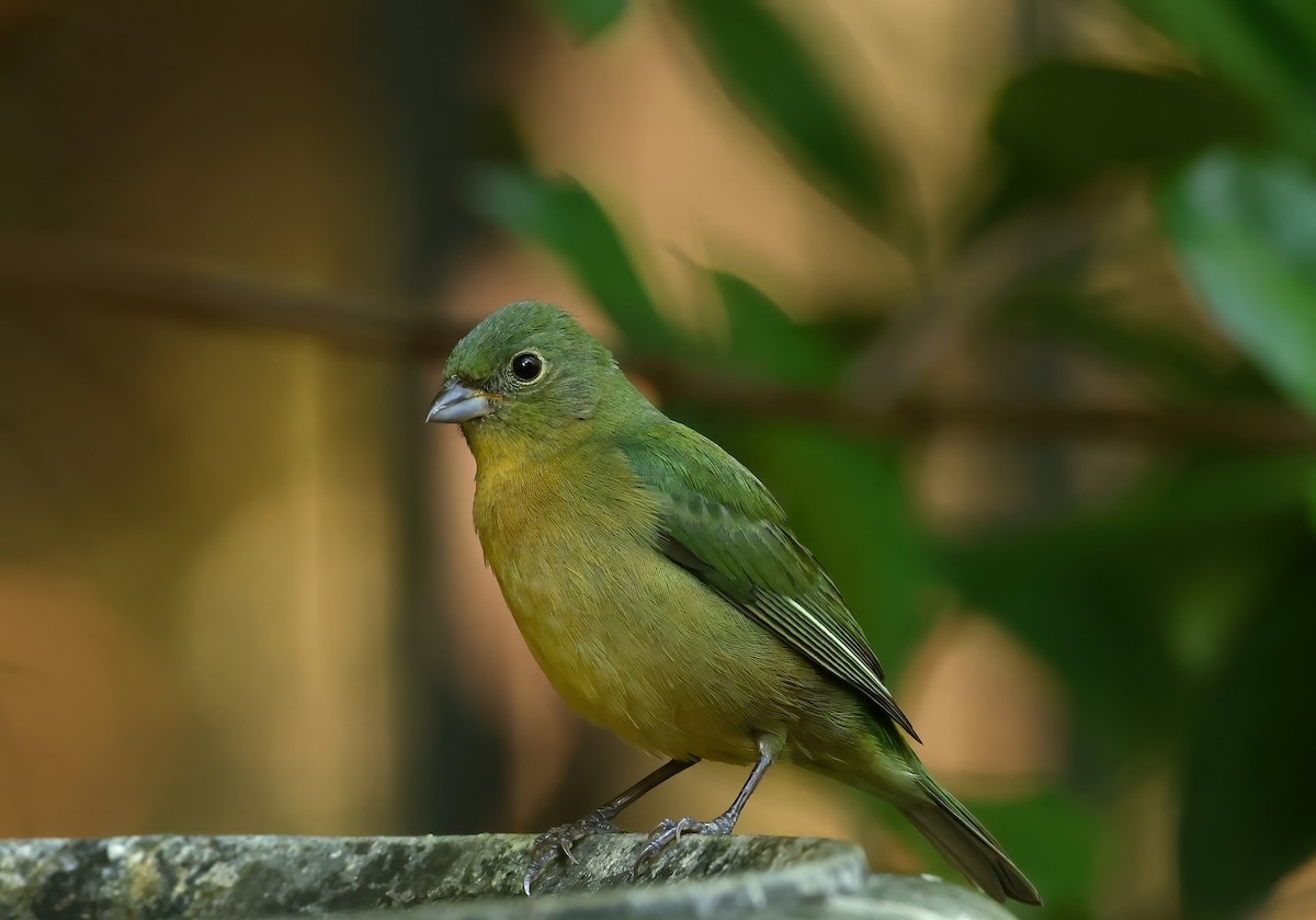 Painted Bunting - ML617639275