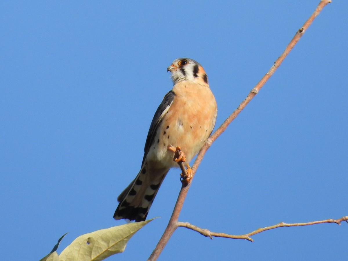 American Kestrel - ML617639310