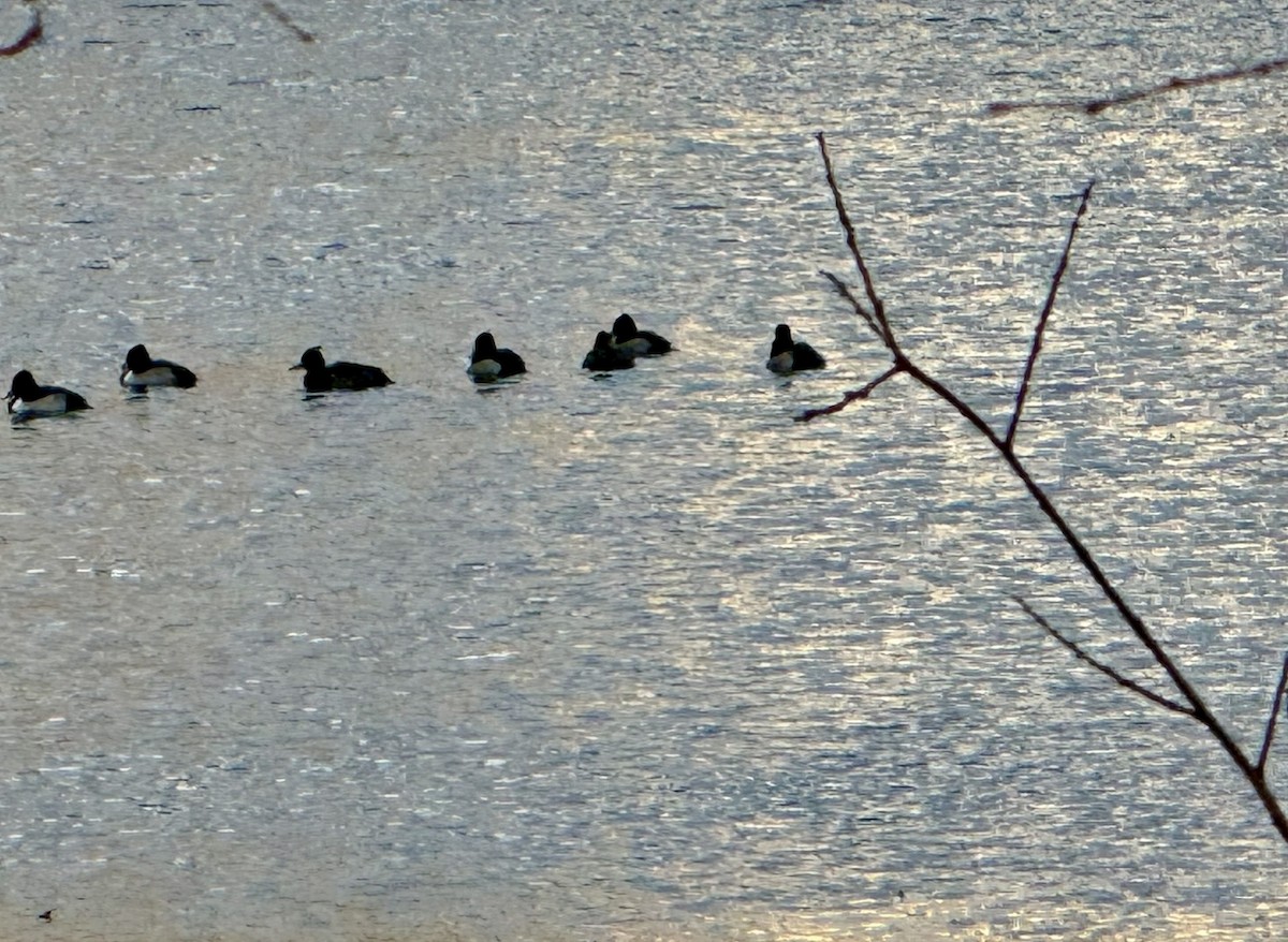 Tufted Duck - ML617639338