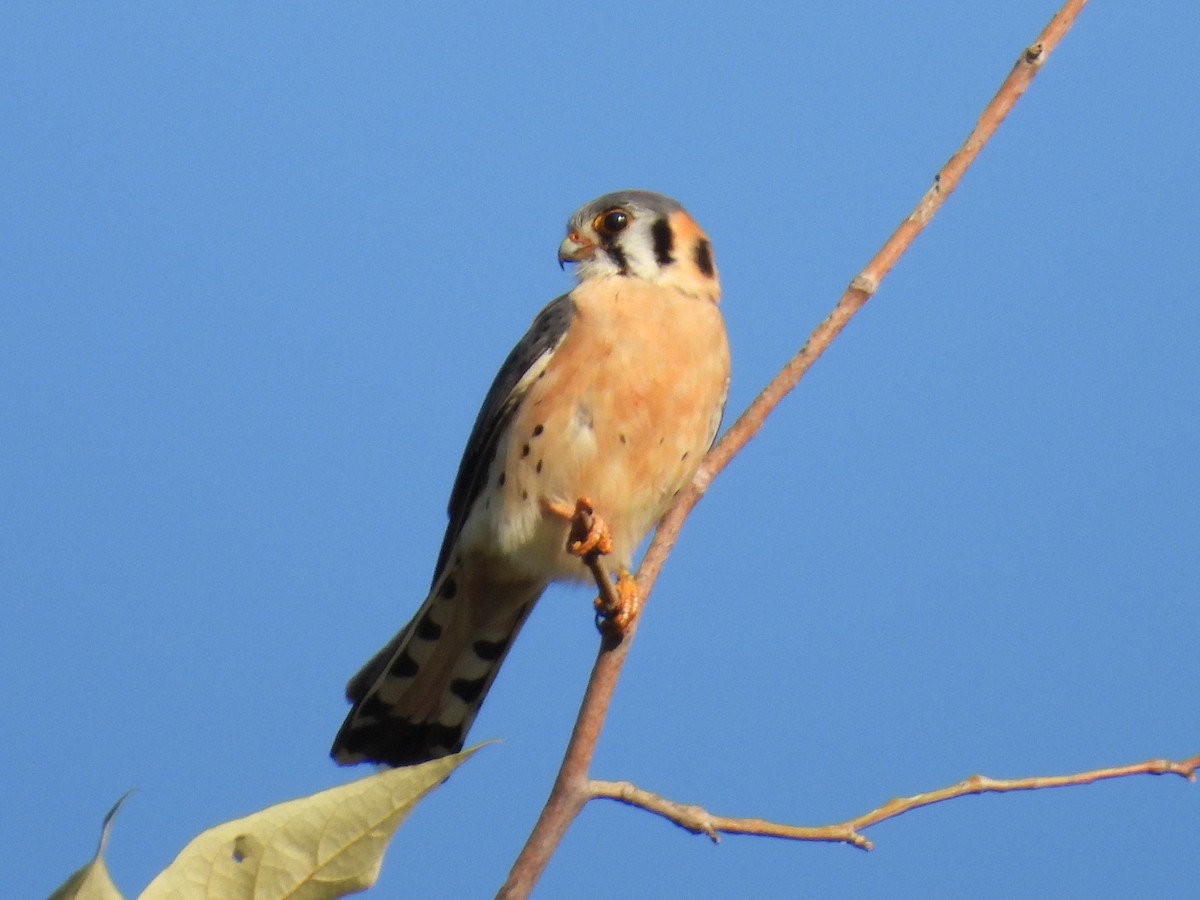 American Kestrel - ML617639344