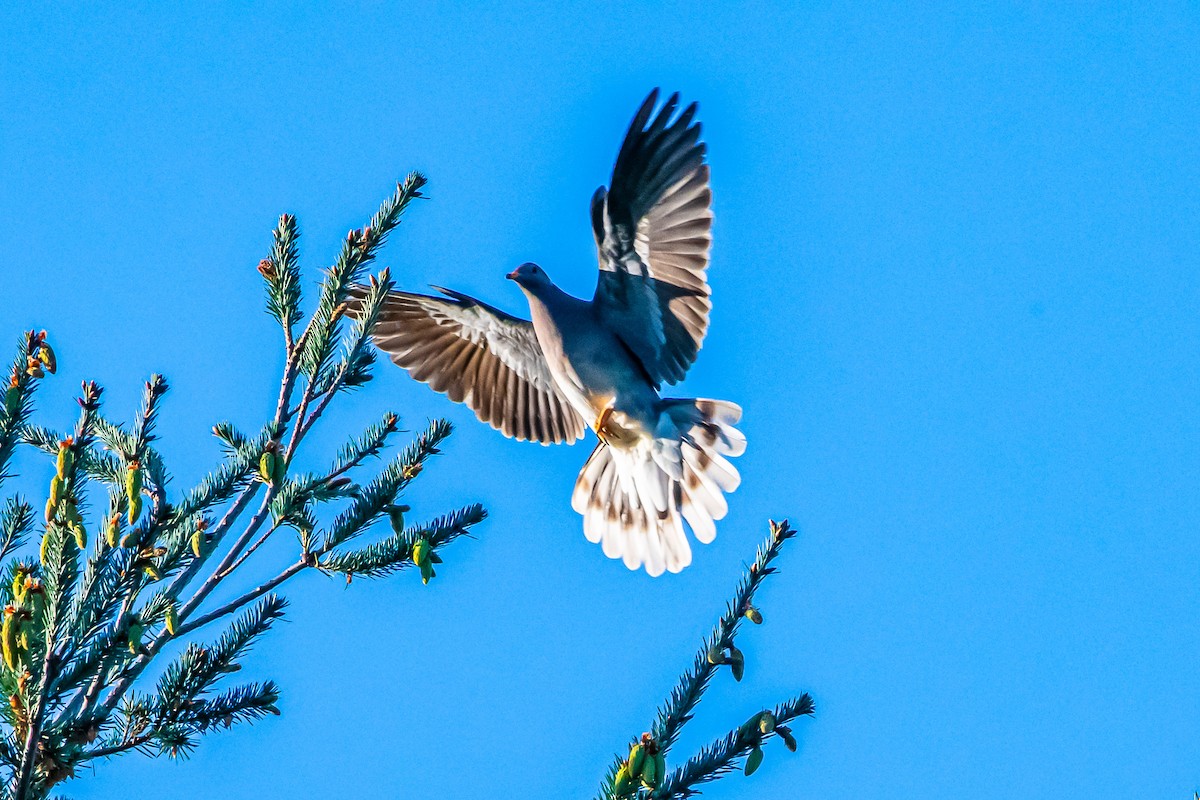 Band-tailed Pigeon - ML617639353