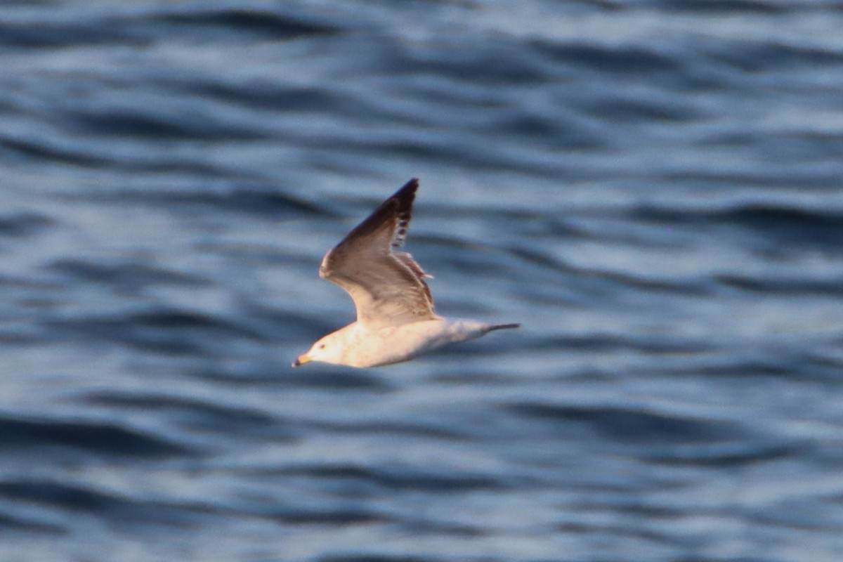 Ring-billed Gull - ML617639355