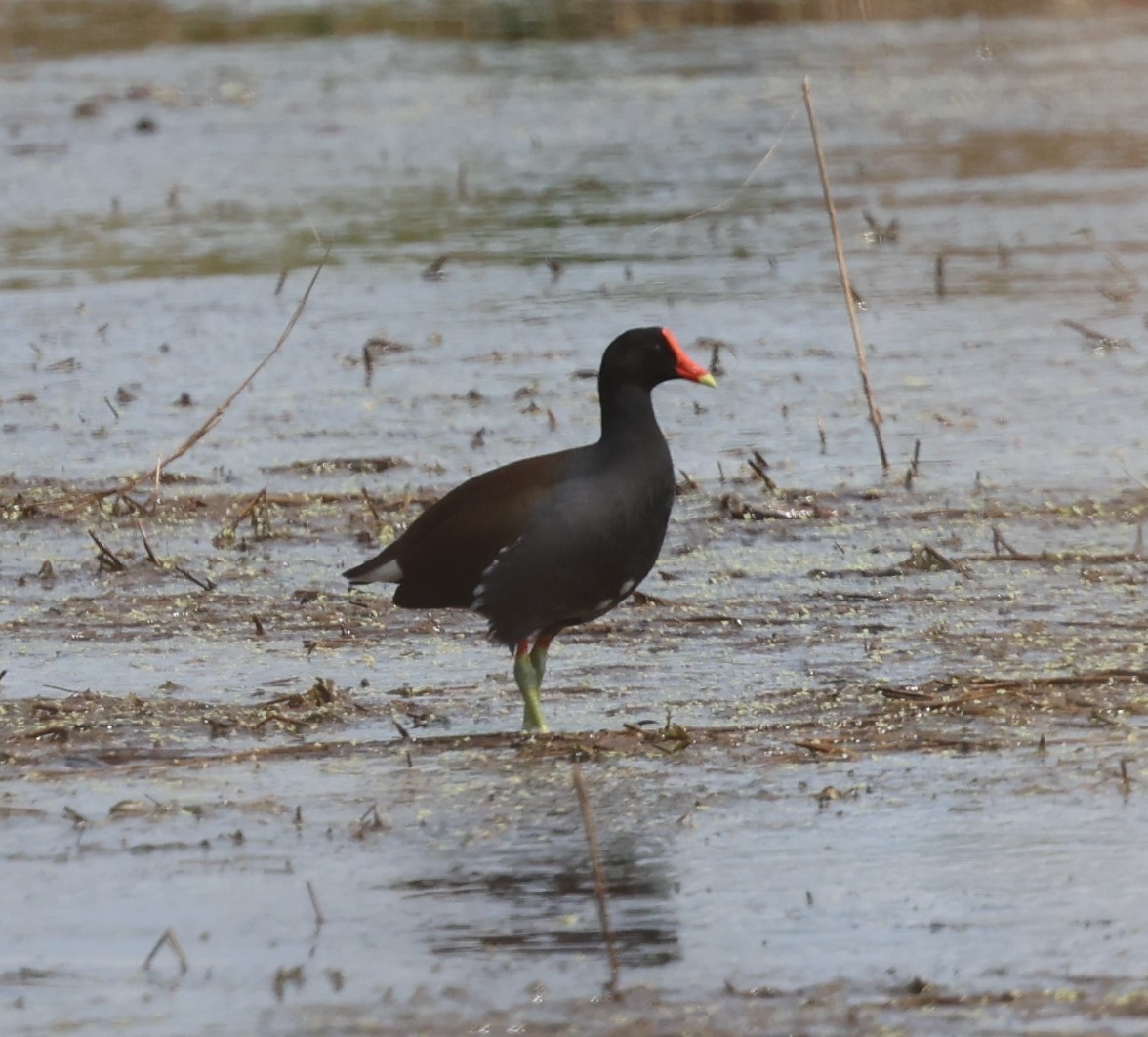 Gallinule d'Amérique - ML617639368