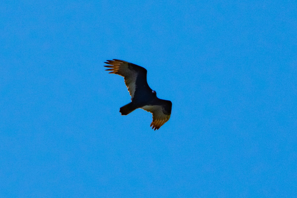 Turkey Vulture - ML617639369