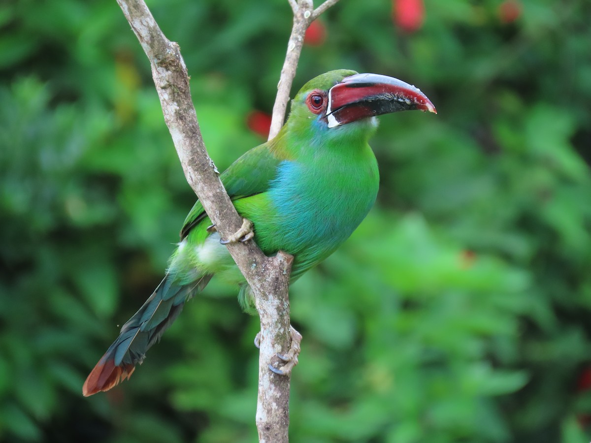 Toucanet à croupion rouge - ML617639387