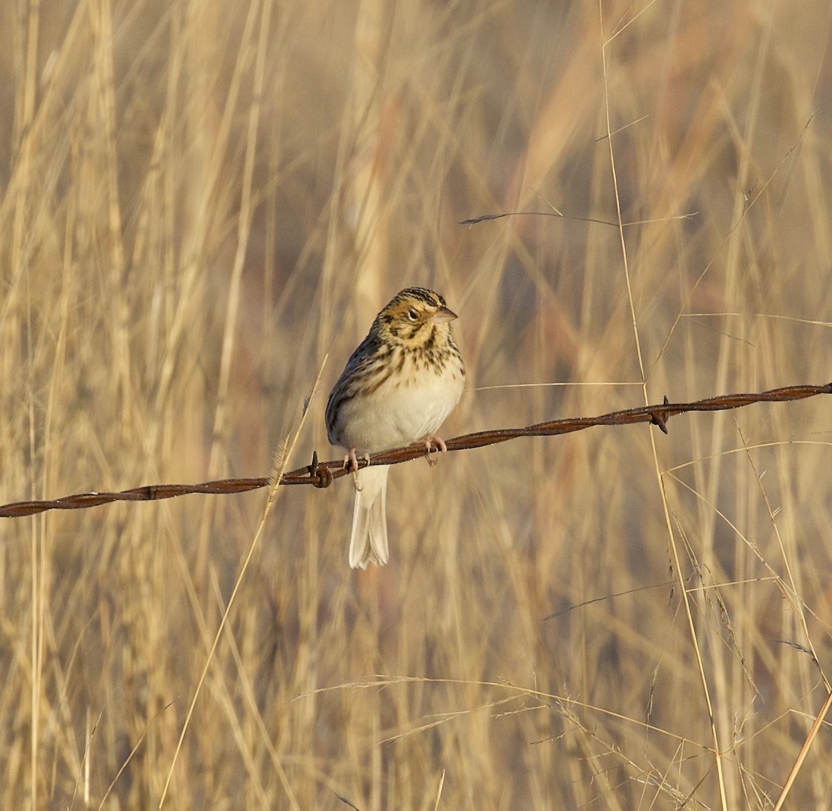 Baird's Sparrow - Ron Wilson