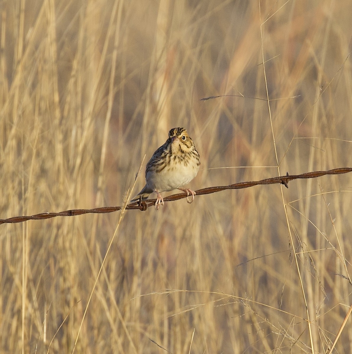 Baird's Sparrow - ML617639406