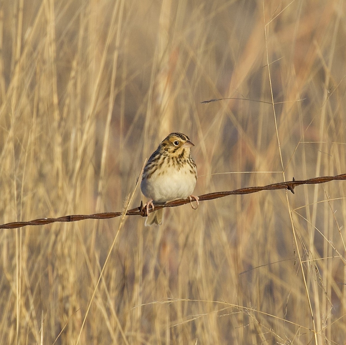 Baird's Sparrow - Ron Wilson