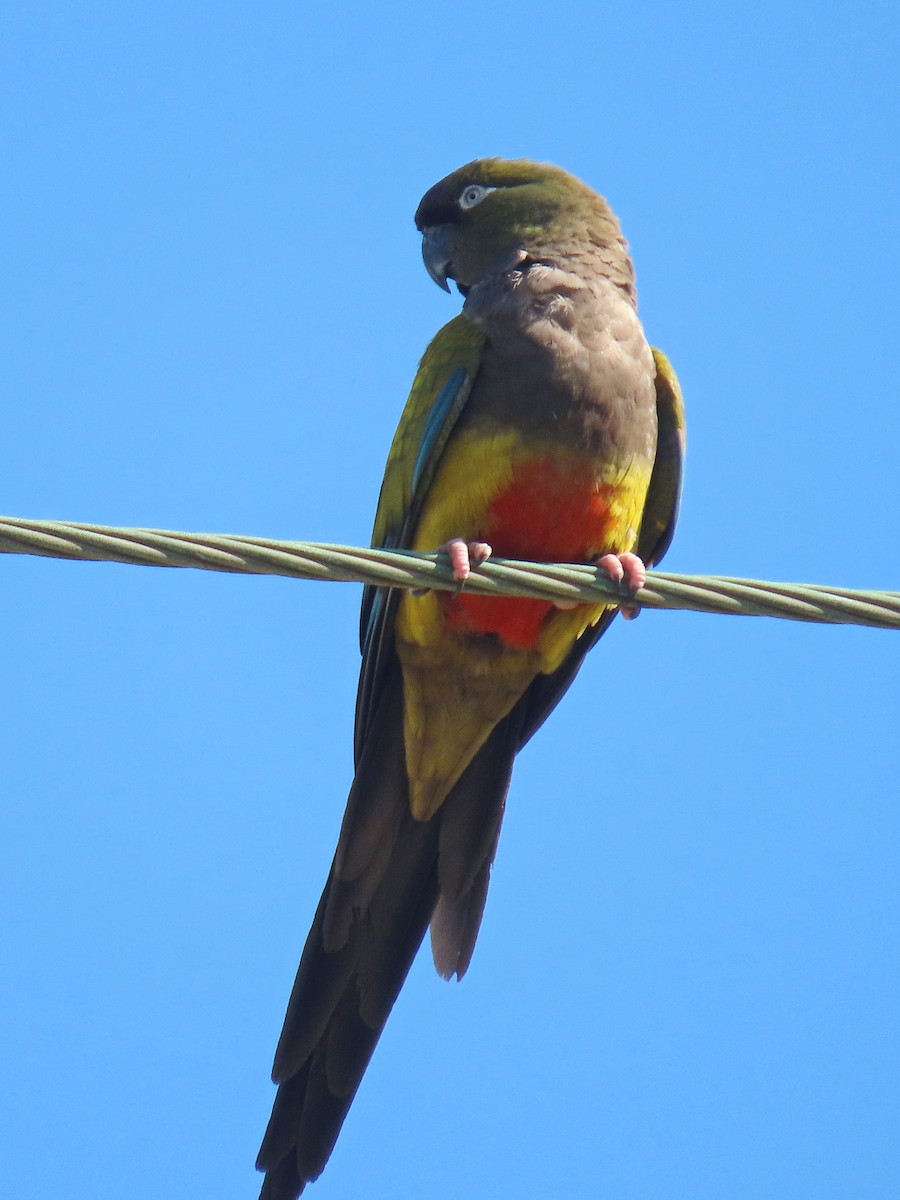 Burrowing Parakeet - ML617639413