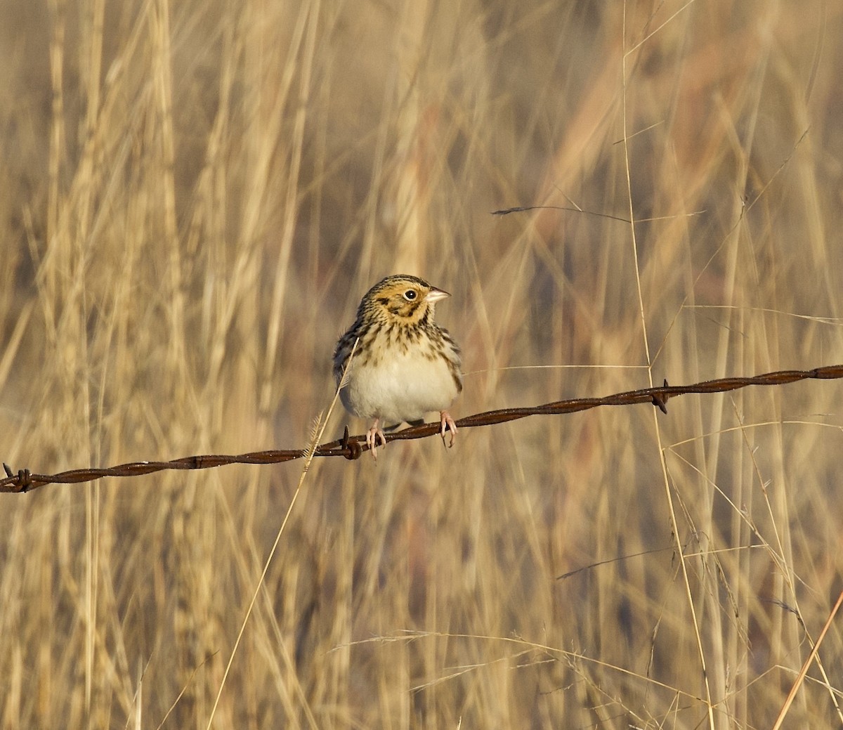 Baird's Sparrow - ML617639415