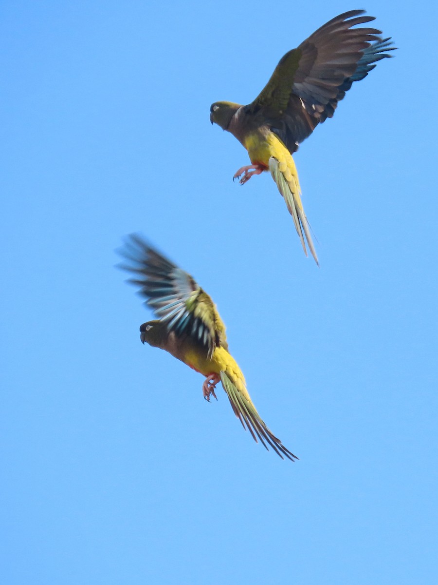 Patagonya Papağanı - ML617639419