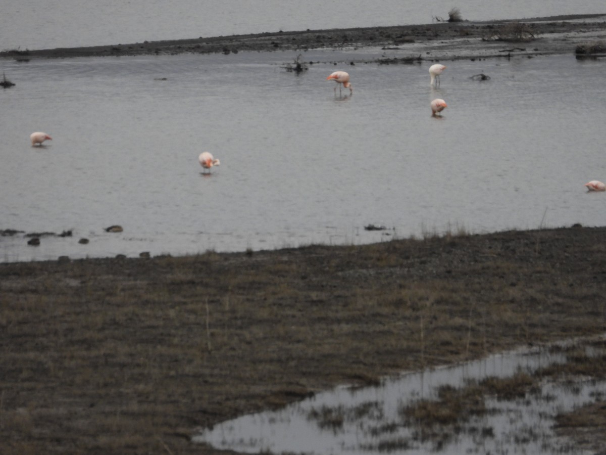 Chilean Flamingo - ML617639425