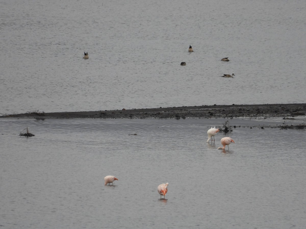 Chilean Flamingo - ML617639426