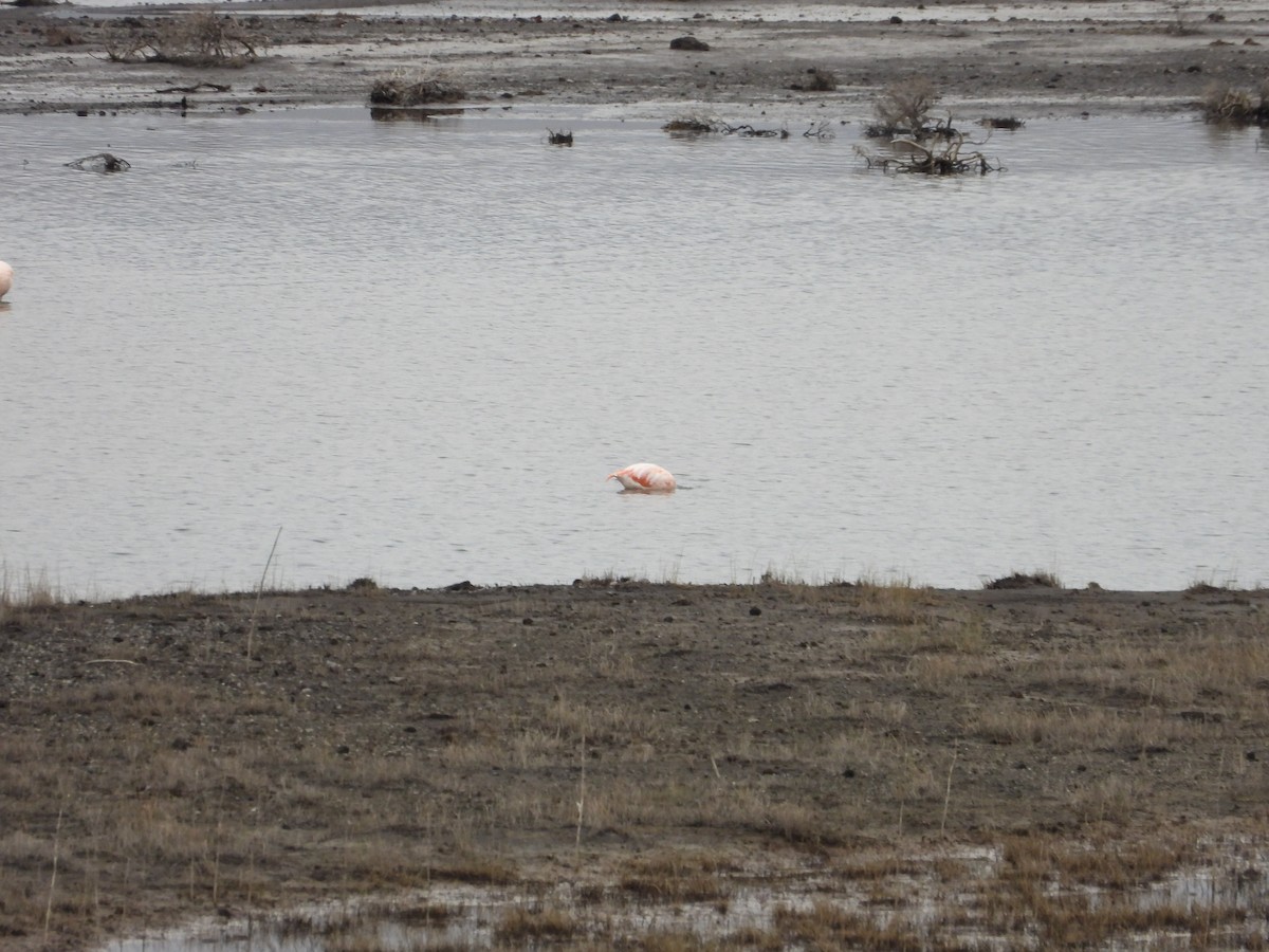 Chilean Flamingo - ML617639427