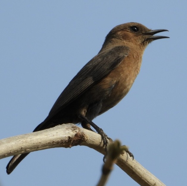 Brown Rock Chat - VANDANA MOON