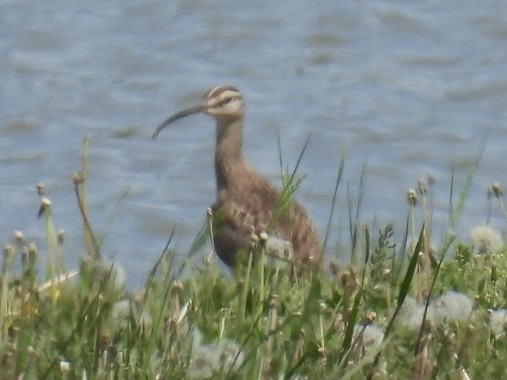 Whimbrel - Dorothy Thurman