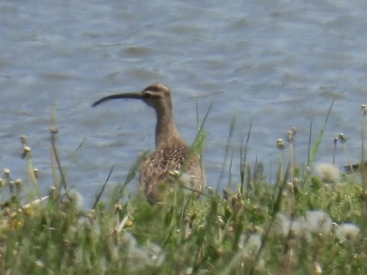 Whimbrel - Dorothy Thurman