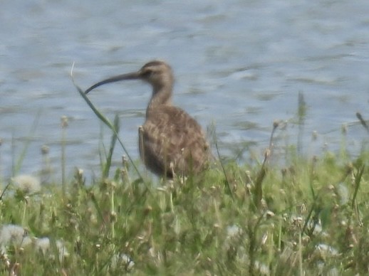 Whimbrel - Dorothy Thurman