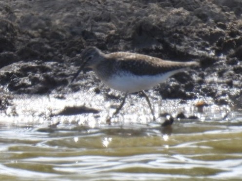 Solitary Sandpiper - Dorothy Thurman