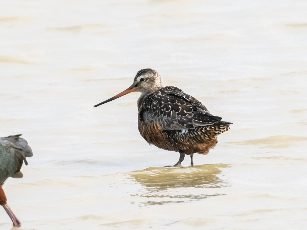 Hudsonian Godwit - ML617639523