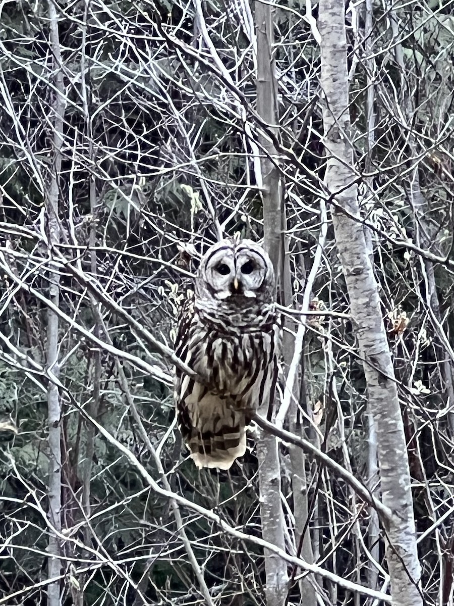 アメリカフクロウ - ML617639579