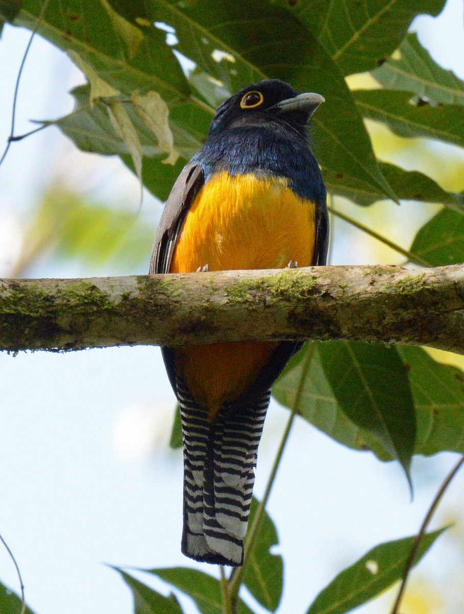 Guianan Trogon - Michael J Good