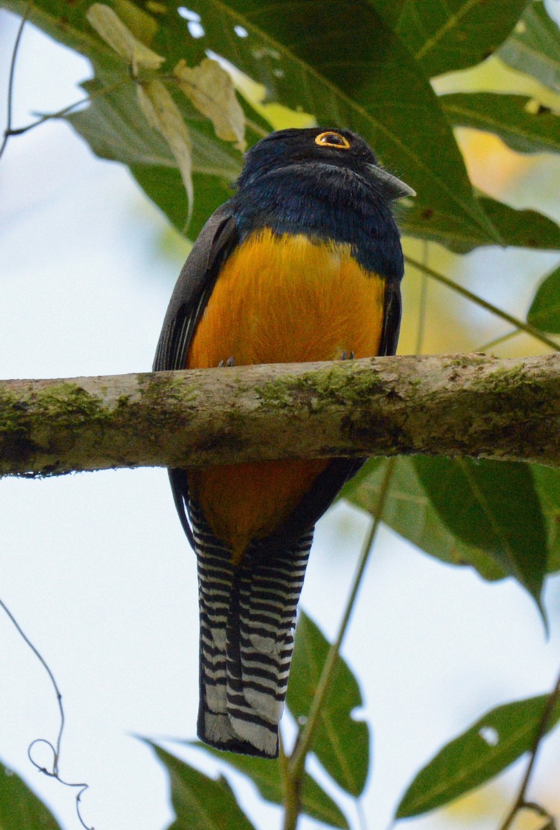 trogon guyanský - ML617639606