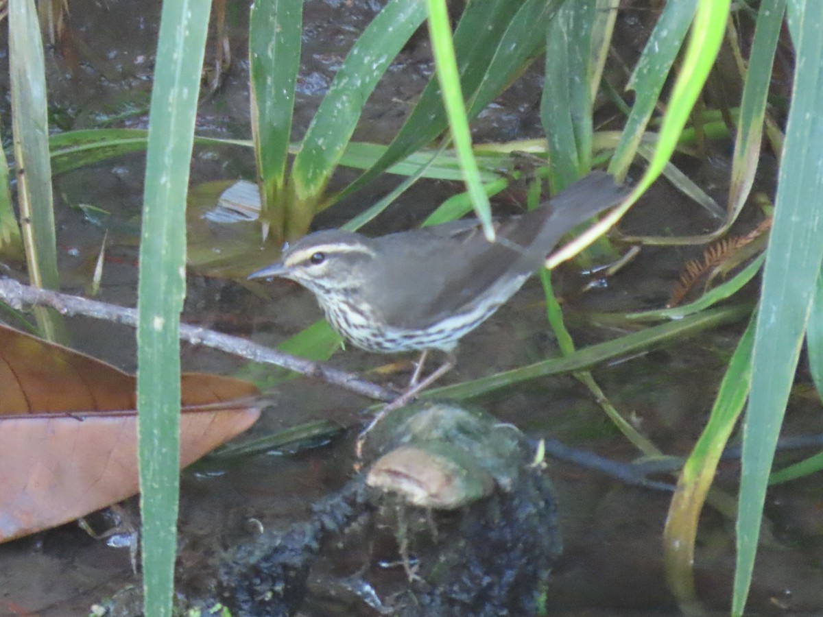 Northern Waterthrush - ML617639614