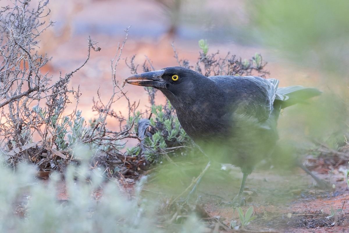 Gray Currawong - ML617639633