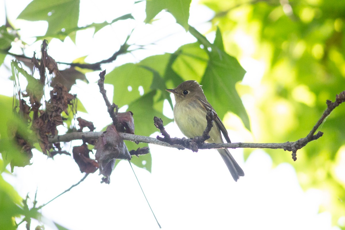 Western Flycatcher (Pacific-slope) - ML617639656