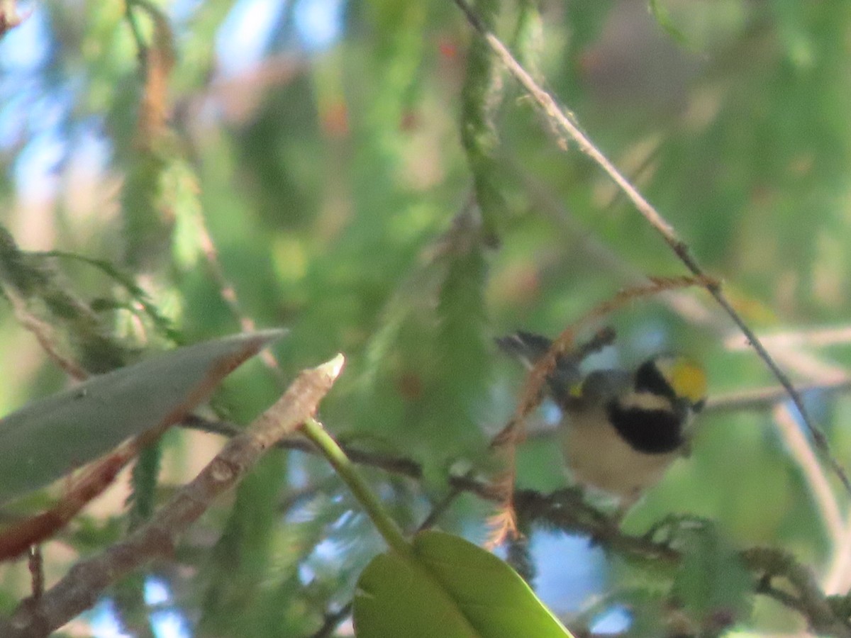 Golden-winged Warbler - ML617639669