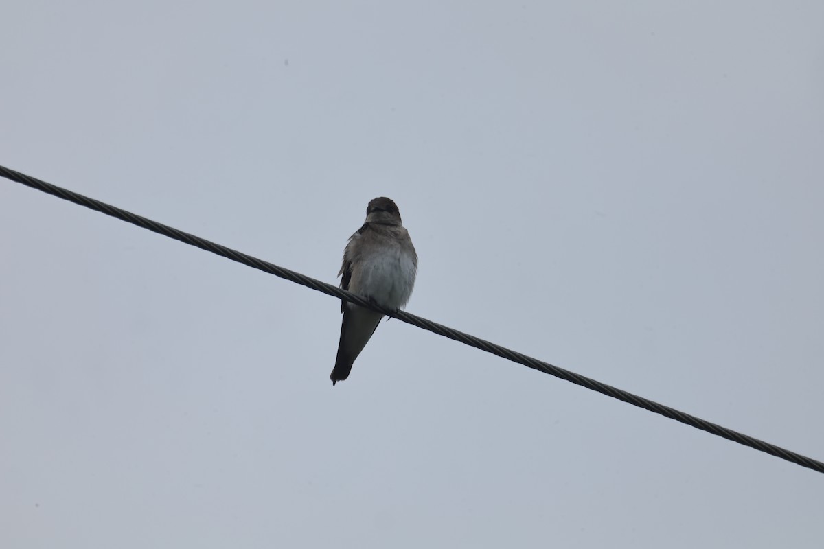 Northern Rough-winged Swallow - Marilyn Guidry